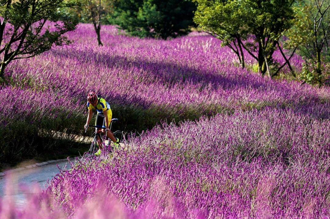 賞花踏青、網紅樂園、休閑度假…這5個地方讓你的周末嗨起來！