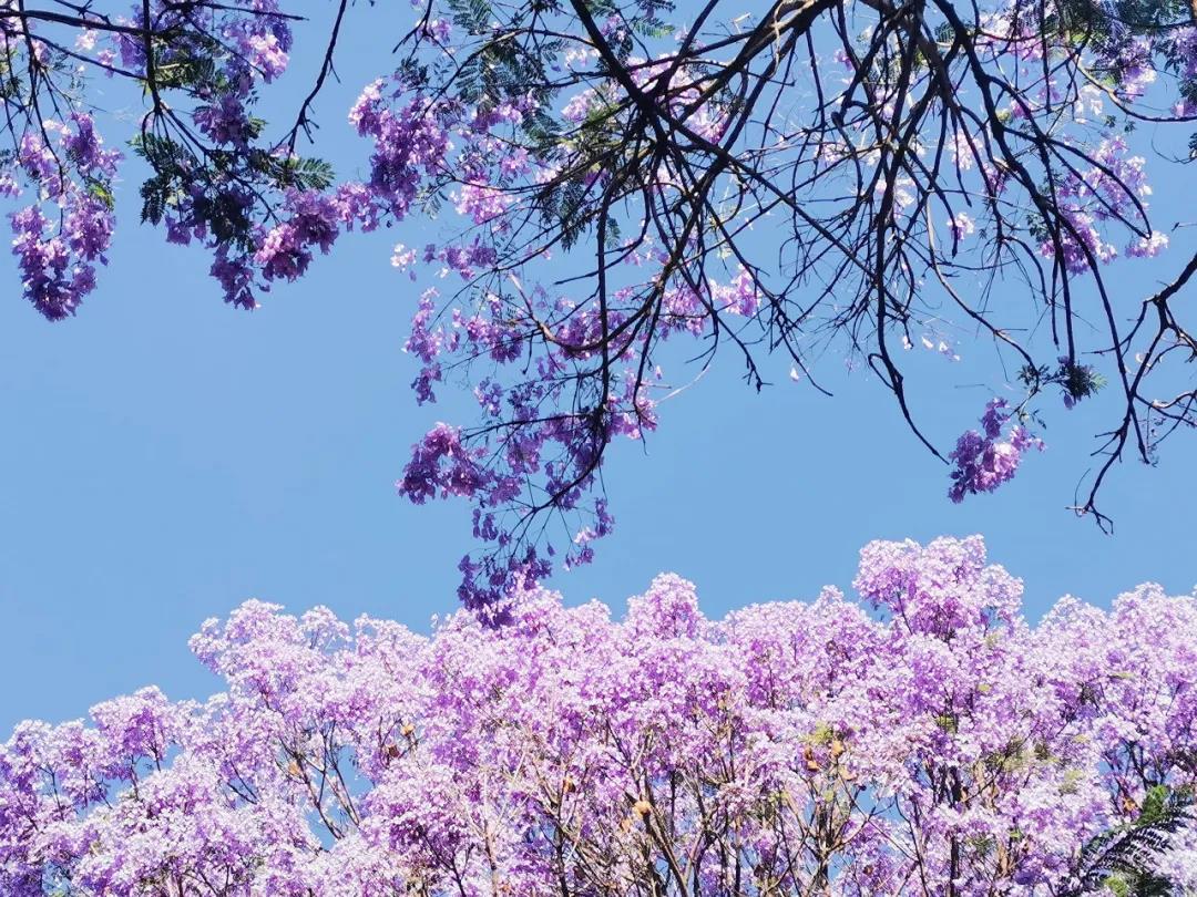 昆明萬人打卡，美出天際！藍花楹即將綻放，還有賞花公交等你坐...