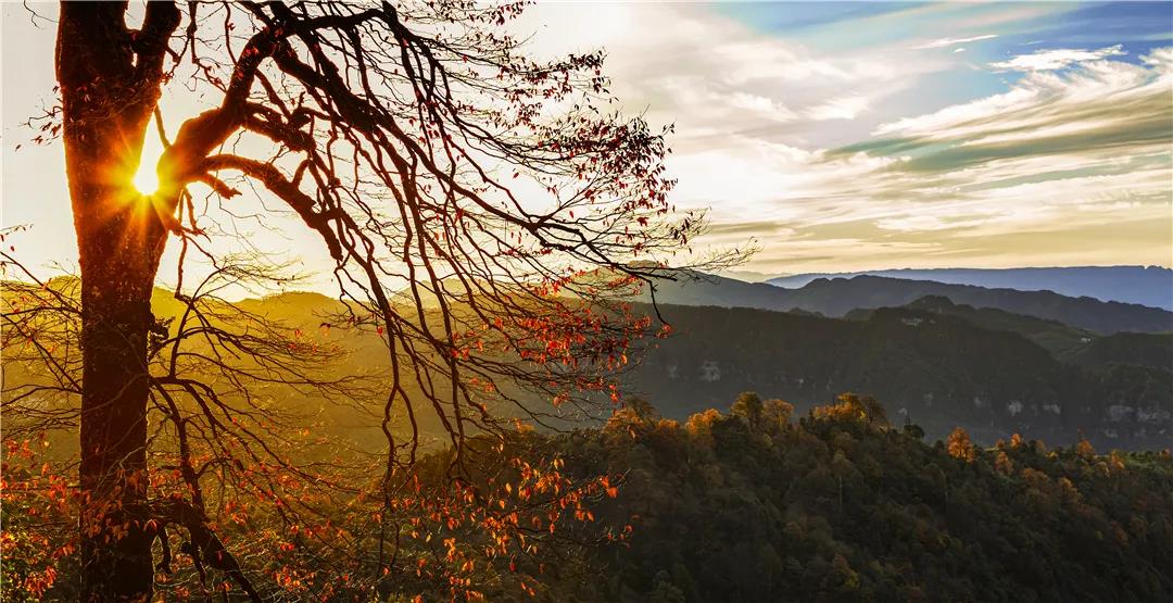 云南的秋天在哪里，它最先抵達了這里     昆明傳媒公司